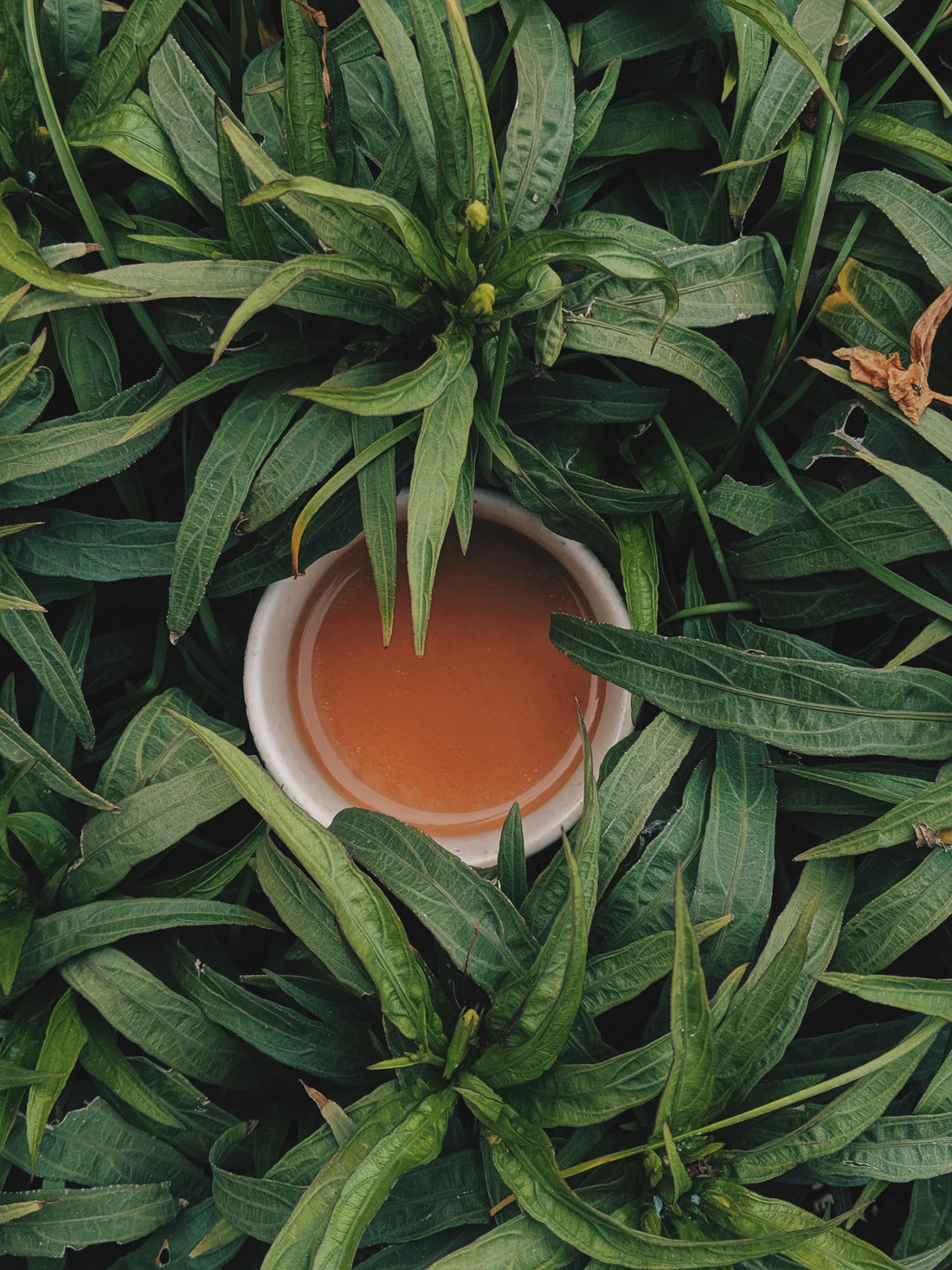 Tea Benefits: Flavor Meet Good For You!